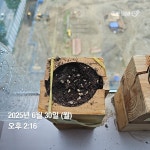 집씨통 키우기 (2회차) - 용산 드래곤즈(373세트 250331) - [비대면숲만들기] 집씨통으로 동물이행복한숲만들기 집씨통 키우기 (2회차)