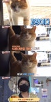 [동물농장] 매일 국숫집에 꿀잠 자러오는 고양이.jpg - 악플달면... 20대들의 알흠다운 공간 [동물농장] 매일 국숫집에 꿀잠 자러오는 고양이.jpg