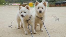 평화롭고 귀여운 견보살 댕댕남매.gif - 악플달면 쩌리쩌려버려... 차분한 20대들의 알흠다운 공간 평화롭고 귀여운 견보살 댕댕남매.gif