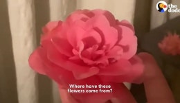 동백꽃 선물해주는 고양이.gif - 악플달면 쩌리쩌려버려 - ＊여성시대＊ 차분한 20대들의 알흠다운 공간 동백꽃 선물해주는 고양이.gif