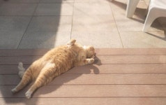 대체 뭐하는 야옹이세요? - 악플달면 쩌리쩌려버려 - ＊여성시대＊ 차분한 20대들의 알흠다운 공간 대체 뭐하는 야옹이세요?