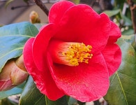 꽃이 피는 이유 / 이선영 - 작사방(노랫말 짓기) - 아름다운노래교실 꽃이 피는 이유 / 이선영