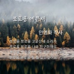 쪼로롱예쁜새/안영화 시 - 시화방(Photo&Poem) - 아름다운노래교실 쪼로롱예쁜새/안영화 시