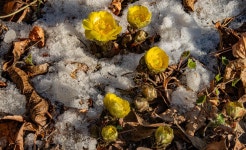 서울의 첯 야생화 복수초 - ――······· 자연풍경 사진 - 너에게 편지를 서울의 첯 야생화 복수초