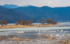 경안천 고니 - ――······· 자연풍경 사진 - 너에게 편지를 경안천 고니