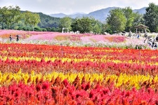 오색단풍 한탄강 주상절리 잔도길 /고석정 꽃길 걷기기행 합니다!... 오색단풍 한탄강 주상절리 잔도길 /고석정 꽃길 걷기기행 합니다!