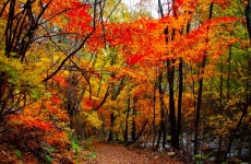 남산 둘레길 걷기 / 10월 16일 목요일 오후 2시 동대 입구역 - 남산 둘레길 걷기 10월 16일 목요일14:00 동대역 - 5670 아름다운 동행친구... 