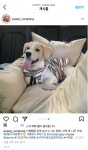 동물병원 관리 소홀로 실종되었던 강아지 랑랑이 소식 - 인스티즈(instiz) 이슈 카테고리 동물병원 관리 소홀로 실종되었던 강아지 랑랑이 소식