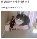 딸 인형놀이방에 들어간 냥이 jpg. - 🚀 이슈늬우스 - 방석 위로 모여라 딸 인형놀이방에 들어간 냥이 jpg.
