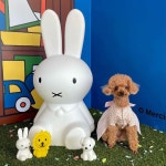 거제에 생긴 미피 카페🐰 - 인스티즈(instiz) 이슈 카테고리 거제에 생긴 미피 카페🐰