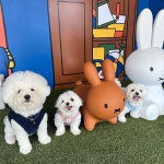 거제에 생긴 미피 카페🐰 - 인스티즈(instiz) 이슈 카테고리 거제에 생긴 미피 카페🐰