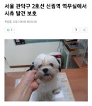 서울 관악구 2호선 신림역 역무실에서 시츄 발견 보호 - 인스티즈(instiz) 이슈 카테고리 서울 관악구 2호선 신림역 역무실에서 시츄 발견 보호