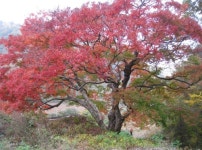 - 남면 수산리 732 복자기나무(나도박달) 2 - - 인제군 - 한국자연수 - 남면 수산리 732 복자기나무(나도박달) 2 -