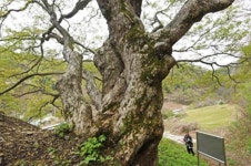 - 남면 수산리 732 복자기나무(나도박달) 1 - - 인제군 - 한국자연수 - 남면 수산리 732 복자기나무(나도박달) 1 -