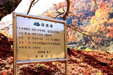 - 남면 수산리 732 복자기나무(나도박달) 1 - - 인제군 - 한국자연수 - 남면 수산리 732 복자기나무(나도박달) 1 -