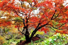 - 남면 수산리 732 복자기나무(나도박달) 3 - - 인제군 - 한국자연수 - 남면 수산리 732 복자기나무(나도박달) 3 -