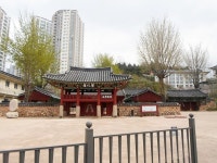 - 명륜동 235 은행나무 - - 동래구 - 한국자연수 - 명륜동 235 은행나무 -