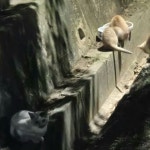 모든고통이또한지나가리라 숲속과 계곡에서 고양이와 힐링할 수 있는... 모든고통이또한지나가리라 숲속과 계곡에서 고양이와 힐링할 수 있는... 