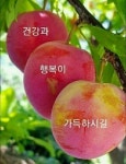 비타민C는 새콤한ㅡ 과일이 - 청솔 경운아방 - 서울 산이조아 산행 건강정보 ㅡ 면역력이 부족해지는 이유 7가지 ㅡ 특히 비타민 C가 부족하면ㅡ... 