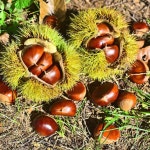 좋은 차 - 청솔 경운아방 - 서울 산이조아 산행 약초이야기ㅡ건강정보ㅡ몸의 체온을 올리는ㅡ 음식과 차ㅡ 따뜻한 성질의 음식ㅡ 면역력에 좋은 차