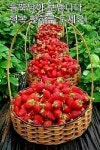 사나이 눈물 ㅡ나 훈아 노래ㅡ - 가요 민요 팦송방 - 서울 산이조아 산행 사나이 눈물 ㅡ나 훈아 노래ㅡ