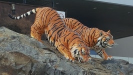 진도ㅡ뽕 할머니 기원상 ㅡ신비의 바닷길 ㅡ진도 쏠비치 리조트ㅡ신비의 소삼도 ㅡ바닷길 열리면 산책하기 ㅡ - 국내 여행방 순천 광양 진도 목포... 