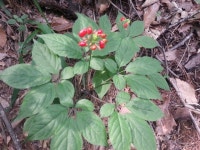 약초공부ㅡ 산삼에 관한 지식ㅡ삼의 자생지ㅡ 내용에 있어 야생삼과... - 청솔 경운아방 - 서울 산이조아 산행 약초공부ㅡ 산삼에 관한 지식ㅡ삼의... 