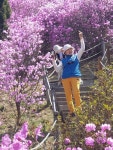 부천 원미산 진달래 축제 ㅡ 경기도 부천시 춘의동 원미산ㅡ 일대에서 매년4월경 ㅡ열리는 꽃축제 ㅡ 원미산 정상 168 m ㅡ춘덕산 - 근교... 