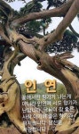 건강정보ㅡ관절에 좋은 약초ㅡ 황칠나무.우슬뿌리.울금. ㅡ오가피.쇠비름.개다래.마가목.ㅡ개다래는 국내 도처 ㅡ어디에서나 볼 수 있는 약용... 