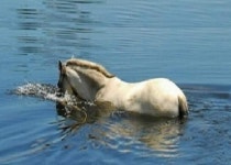 다 헤엄 쳐서 ㅡ뭍으로 나옵니. - 청솔 경운아방 - 서울 산이조아 산행... ㅡ말과 소를 동시에 ㅡ 던져 넣으면ㅡ 둘 다 헤엄 쳐서 ㅡ뭍으로 나옵니.