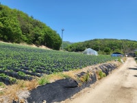 횡성군 청일면 고시리 - 토지매매/임대 - 영덕부동산컨설팅 횡성군 청일면 고시리