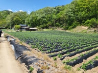 횡성군 청일면 고시리 - 토지매매/임대 - 영덕부동산컨설팅 횡성군 청일면 고시리