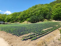 횡성군 청일면 고시리 - 토지매매/임대 - 영덕부동산컨설팅 횡성군 청일면 고시리
