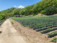 횡성군 청일면 고시리 - 토지매매/임대 - 영덕부동산컨설팅 횡성군 청일면 고시리