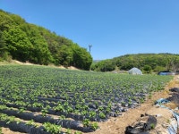 횡성군 청일면 고시리 - 토지매매/임대 - 영덕부동산컨설팅 횡성군 청일면 고시리
