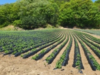 횡성군 청일면 고시리 - 토지매매/임대 - 영덕부동산컨설팅 횡성군 청일면 고시리