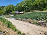 횡성군 청일면 고시리 - 토지매매/임대 - 영덕부동산컨설팅 횡성군 청일면 고시리