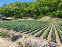 횡성군 청일면 고시리 - 토지매매/임대 - 영덕부동산컨설팅 횡성군 청일면 고시리