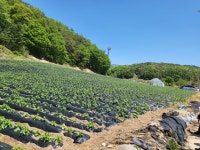 횡성군 청일면 고시리 - 토지매매/임대 - 영덕부동산컨설팅 횡성군 청일면 고시리