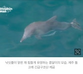 걸린 채 8개월… 새끼 돌고래 엄마 보살핌으로 버티는 중 - [이슈] 목욕탕 정보통 - 우리 동네 목욕탕 낚싯줄에 걸린 채 8개월… 새끼 돌고래 