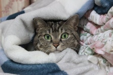 저희 할머니 댁 고양이 보실 분.twt - [이슈] 목욕탕 정보통 - 우리 동네 목욕탕 저희 할머니 댁 고양이 보실 분.twt