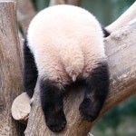 한국에서 보내는 마지막 생일이 될 수도 있는 아기판다 - [이슈] 목욕탕 정보통 - 우리 동네 목욕탕 한국에서 보내는 마지막 생일이 될 수도 있는... 