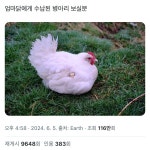 엄마닭에게 수납된 병아리 보실분.jpg - [이슈] 목욕탕 정보통 - 우리 동네 목욕탕 엄마닭에게 수납된 병아리 보실분.jpg