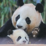 미모 대결 미친 아이바오와 후이바오 🐼🐼 - [이슈] 목욕탕 정보통 - 우리 동네 목욕탕 미모 대결 미친 아이바오와 후이바오 🐼🐼