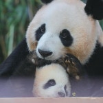 미모 대결 미친 아이바오와 후이바오 🐼🐼 - [이슈] 목욕탕 정보통 - 우리 동네 목욕탕 미모 대결 미친 아이바오와 후이바오 🐼🐼