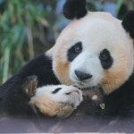 미모 대결 미친 아이바오와 후이바오 🐼🐼 - [이슈] 목욕탕 정보통 - 우리 동네 목욕탕 미모 대결 미친 아이바오와 후이바오 🐼🐼