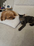 [입양홍보] 개냥이에 성격도 착한 고양이 입양홍보합니다! - [이슈]... 우리 동네 목욕탕 [입양홍보] 개냥이에 성격도 착한 고양이 입양홍보합니다!
