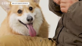 강형욱 바지에 침터파크 개장한 웰시코기 - [이슈] 목욕탕 정보통 - 우리 동네 목욕탕 강형욱 바지에 침터파크 개장한 웰시코기