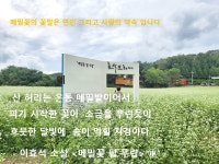 9/5(토)메밀꽃 필무렵 봉평메밀꽃 축제와 효석문학관 횡성숲체원 메밀스케치 - 9/5(토)봉평메밀꽃축제와 효석문화제 메밀스케치라떼 - 5060함께... 