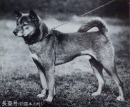 시코쿠견을 보는 방법에서 - 자유게시판 - 진도 since 1936 시코쿠견을 보는 방법에서